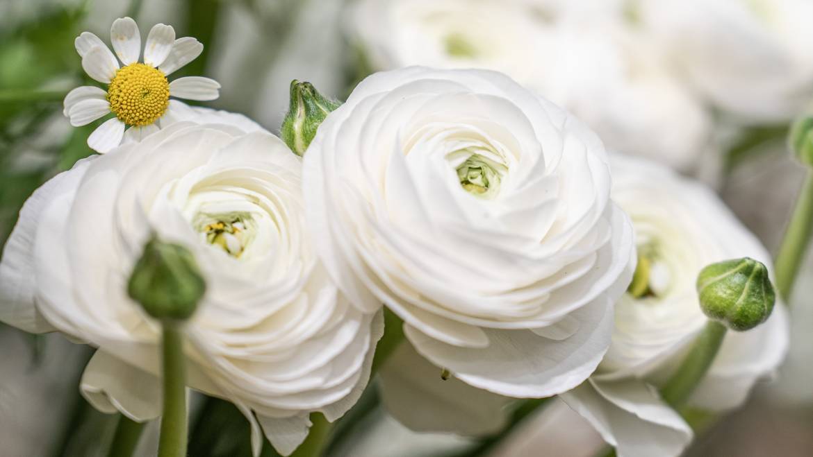 Spring Wedding