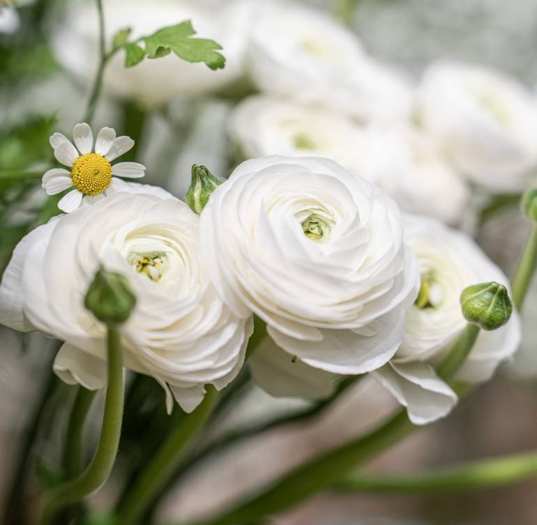 Spring Wedding